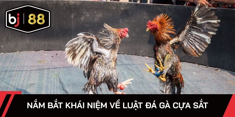 Nắm bắt khái niệm về luật đá gà cựa sắt
