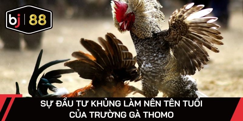 Sự đầu tư khủng làm nên tên tuổi của trường gà Thomo