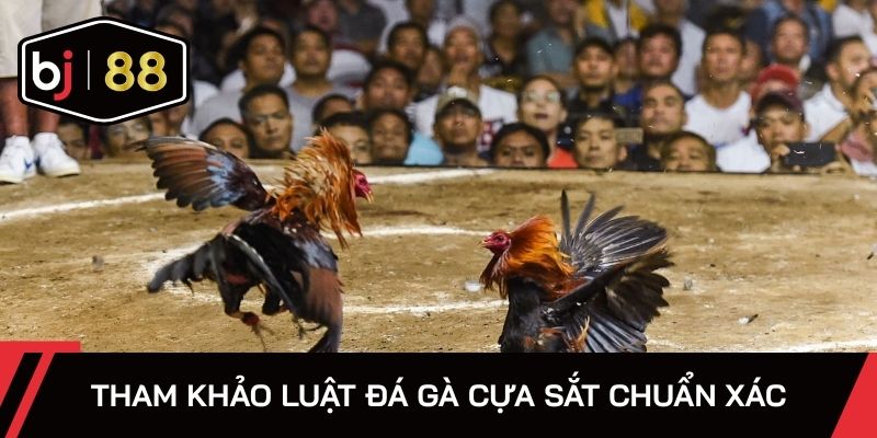 Tham khảo luật đá gà cựa sắt chuẩn xác